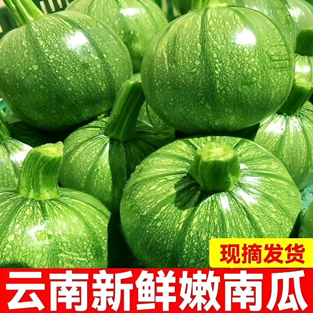 云南山地小圆瓜新鲜嫩南瓜清甜可口当季农家蔬菜
