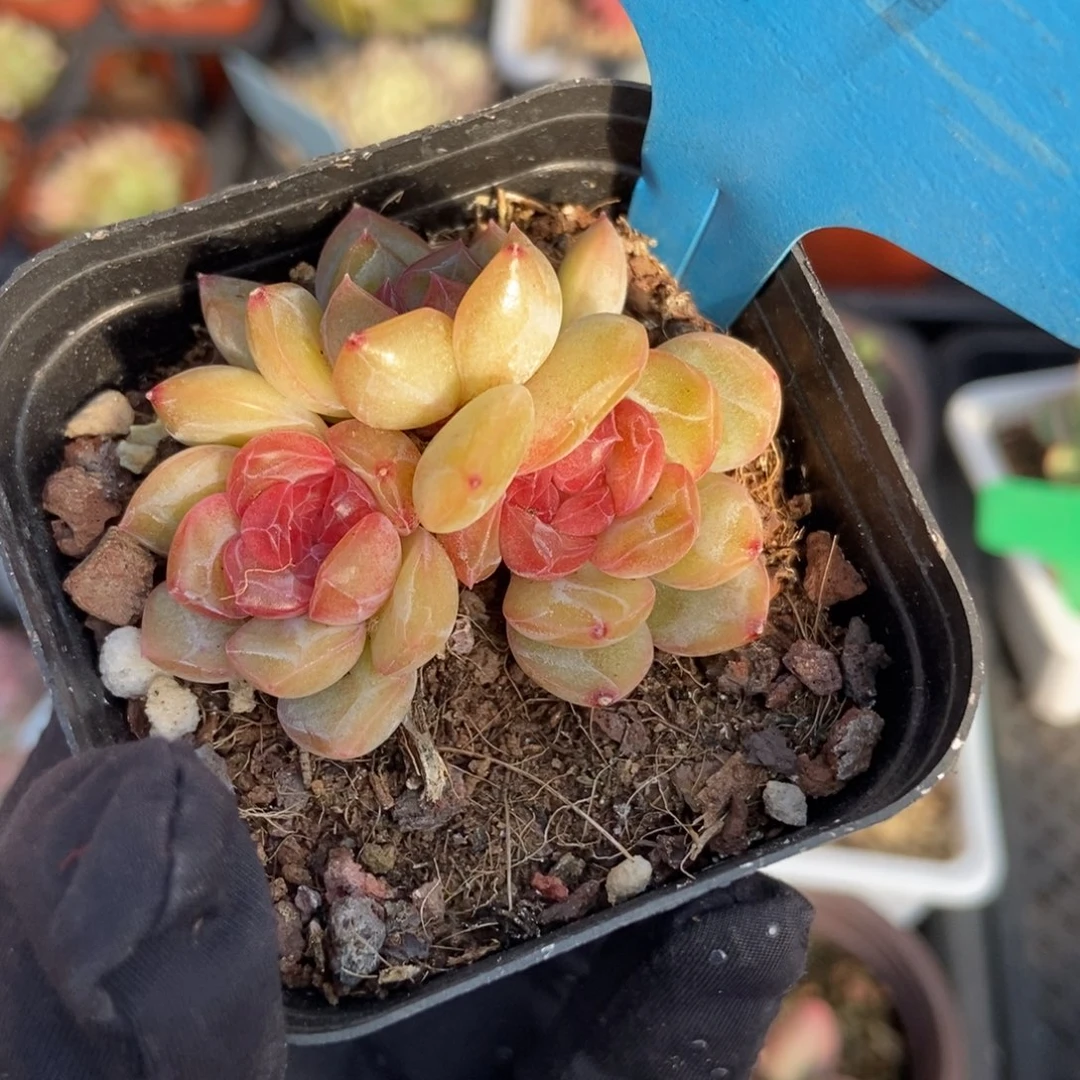 679琴心多肉植物保护