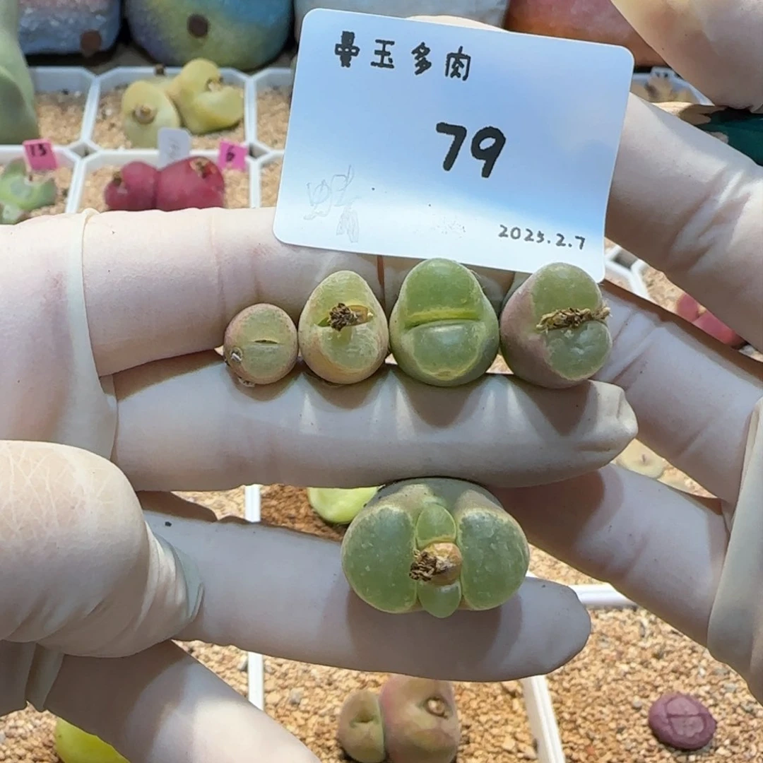 有**吟多肉多肉多肉2.7-079