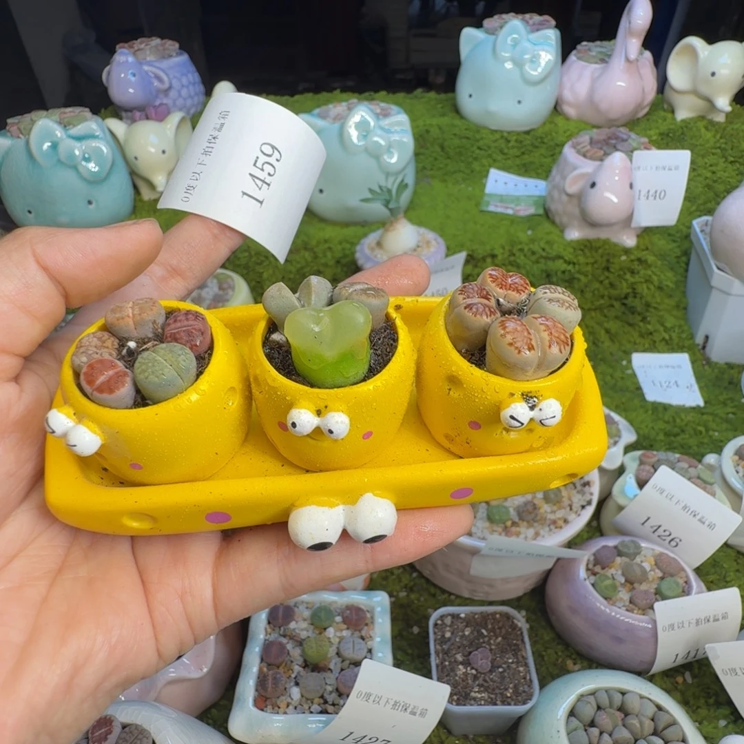 多肉植物开播福利1459