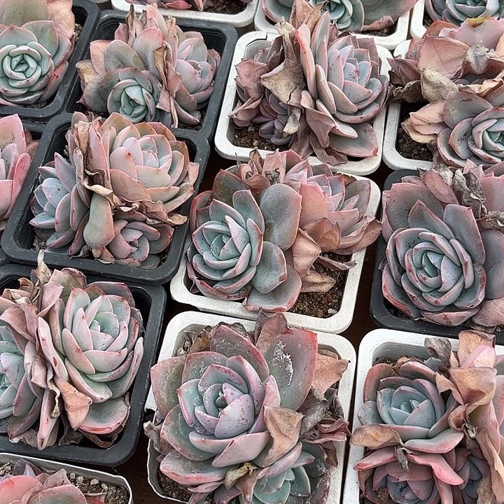 10方盆单双群混布鲁蓝