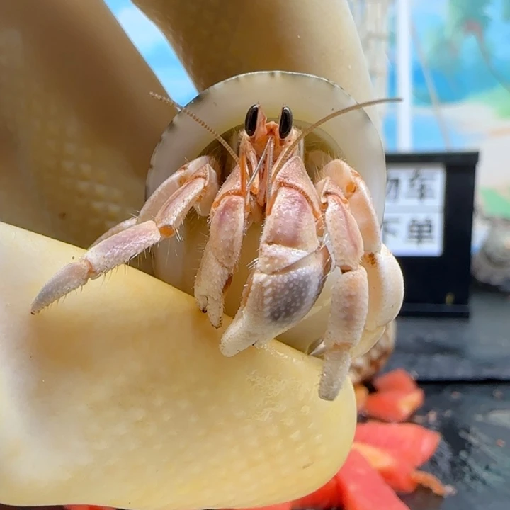 A70粉色 灰白1.5cm口径