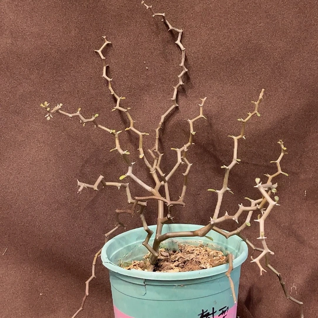 潮流植物 弯曲龙 树型