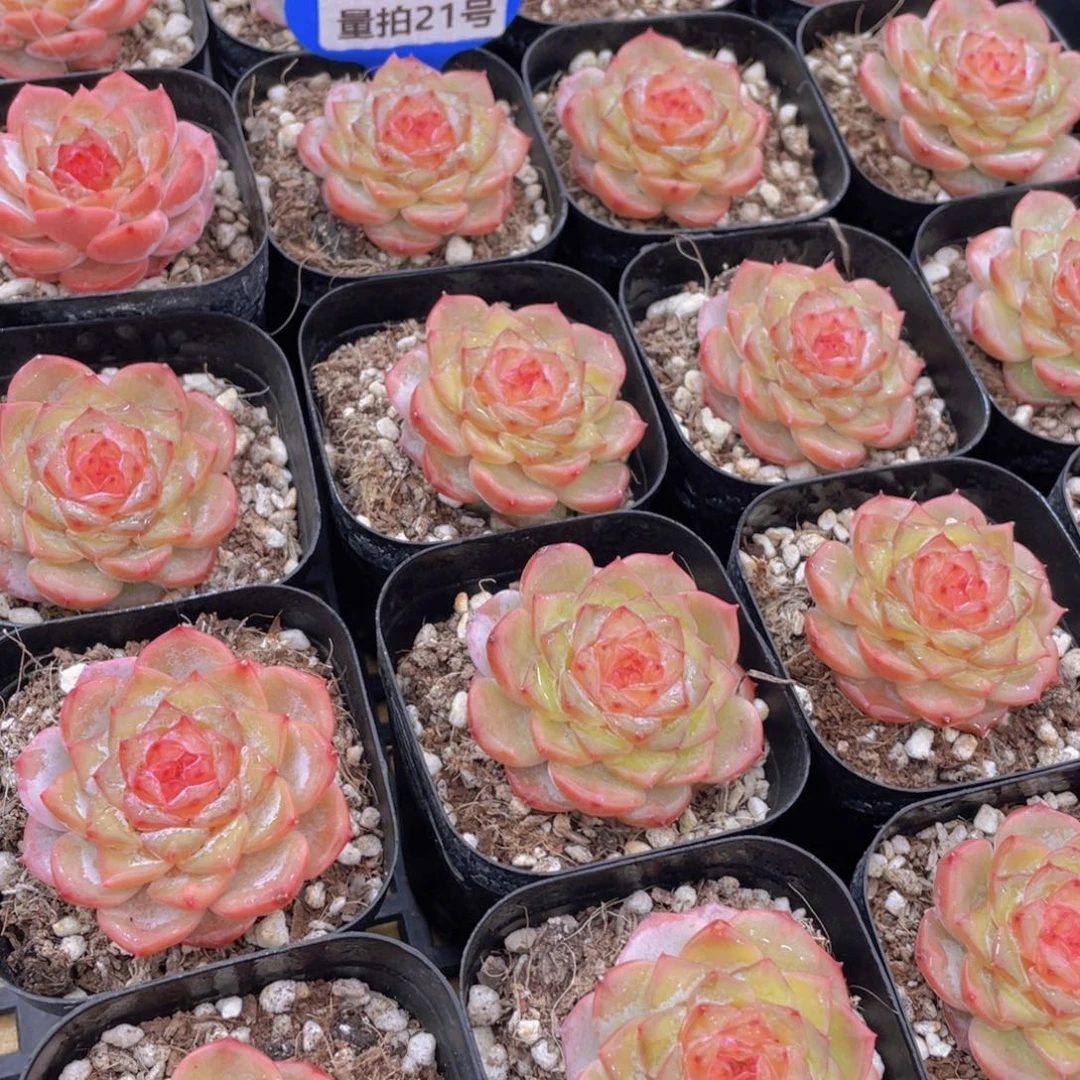 量拍21号 糖心红闪闪单头一个