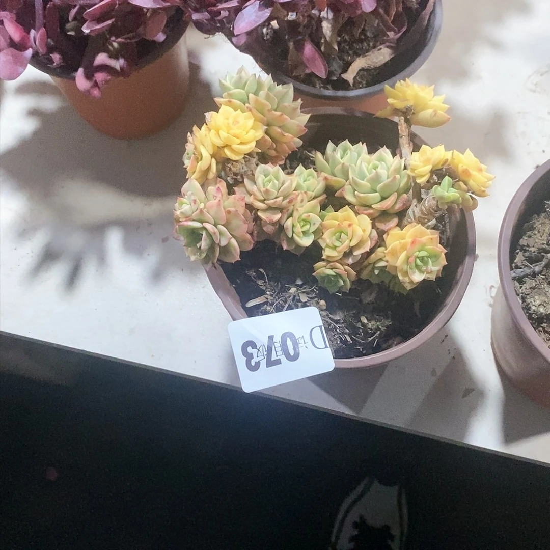 ?****?073蜡牡丹锦多肉