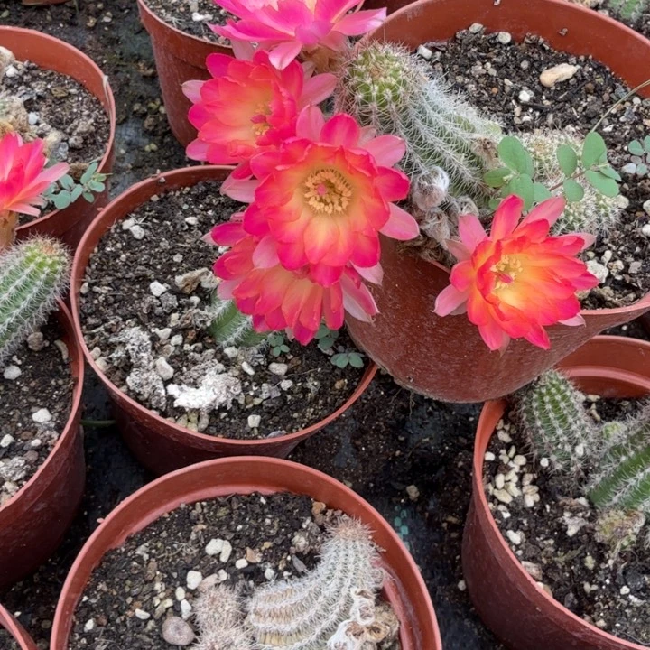 白檀仙人掌311单颗带跟