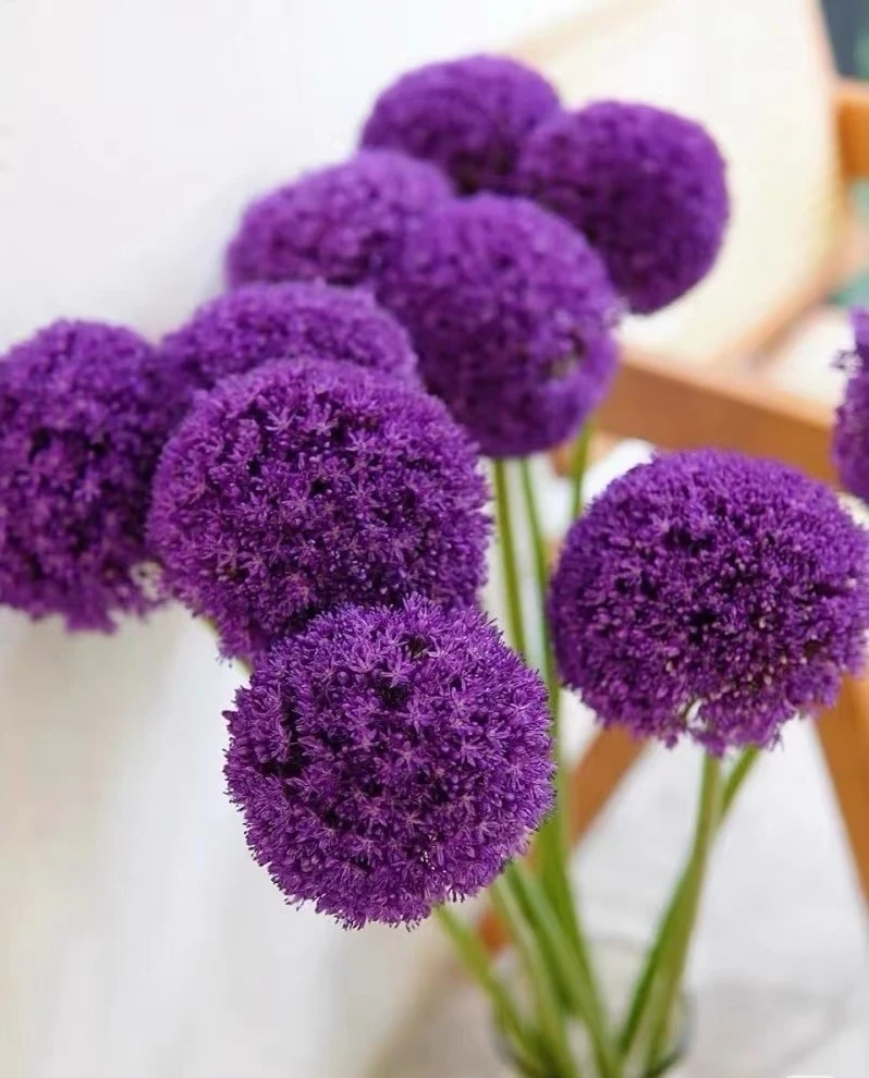 【思芹专属-大花葱】进口大花葱鲜切花基地直发新鲜现采鲜花大使