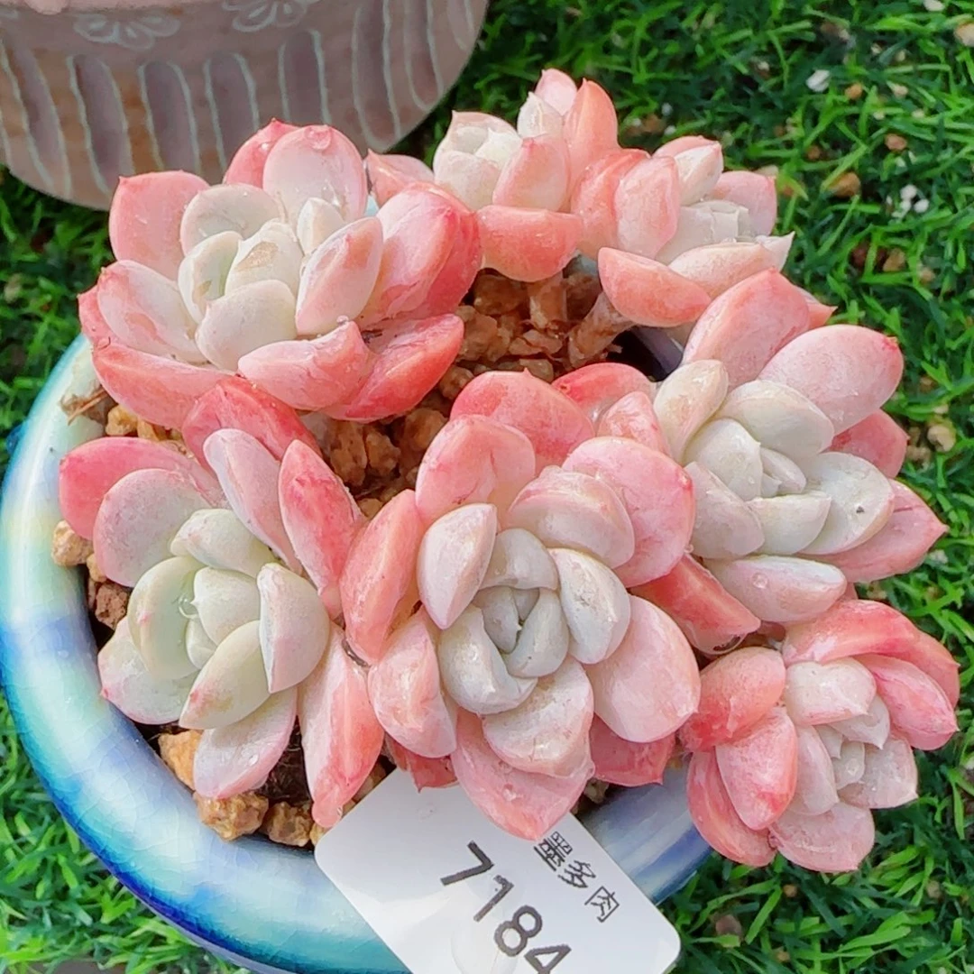 长杆粉胖虎，7184多肉植物