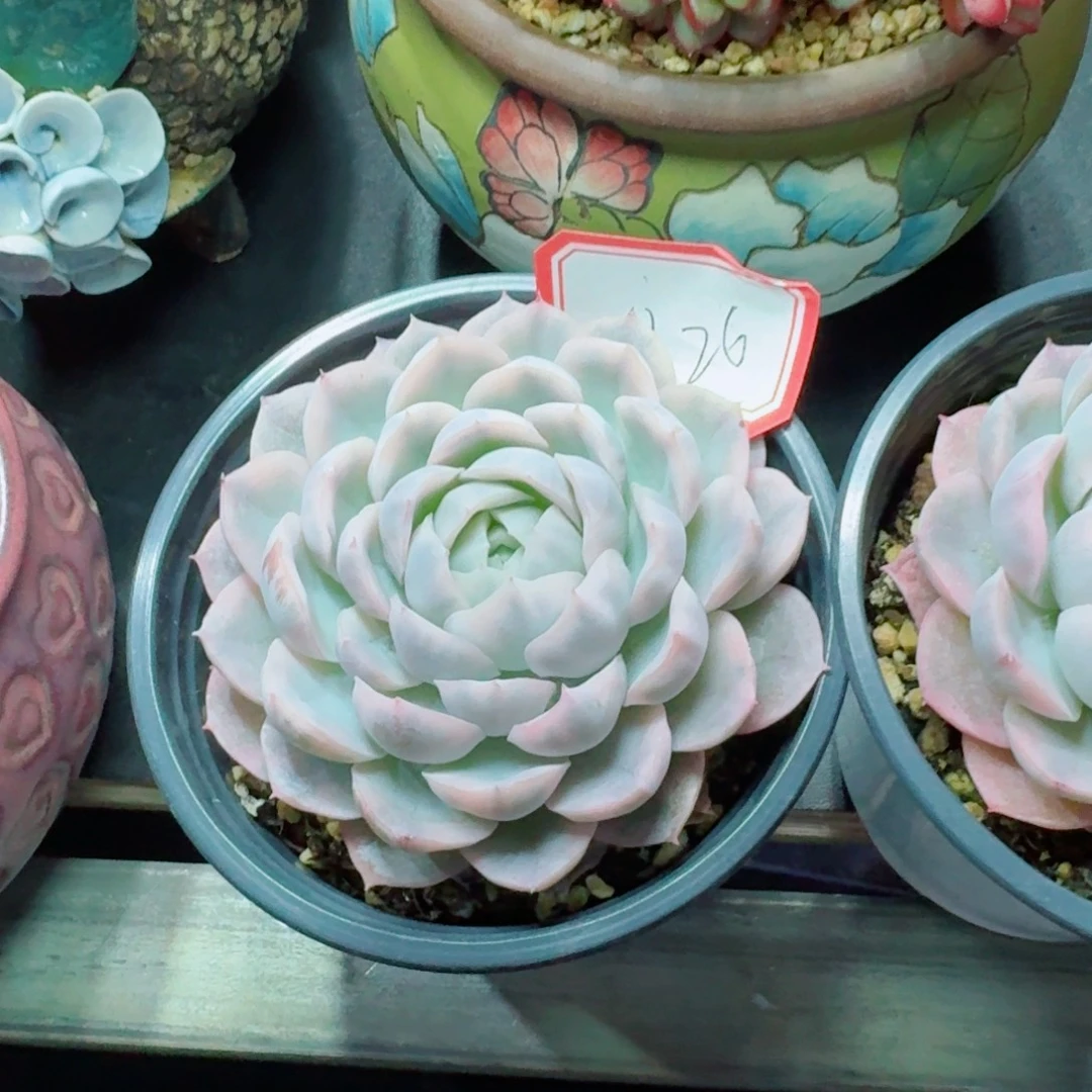 ？***雪球锦      愿你一路坦途，乘风破浪展宏图