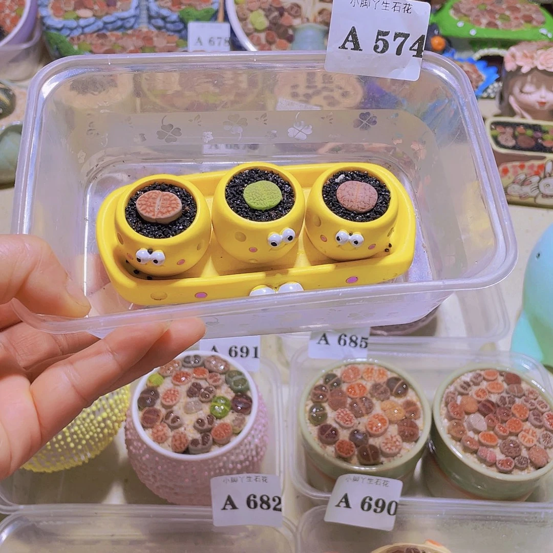 574生石花试试吧生石花