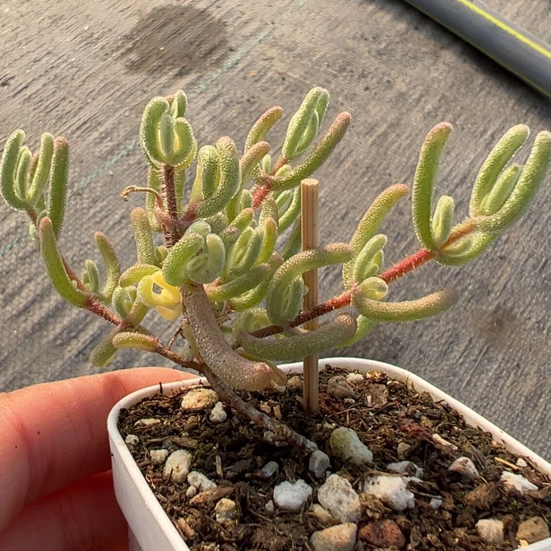 财***兔好好好看的粉色锦