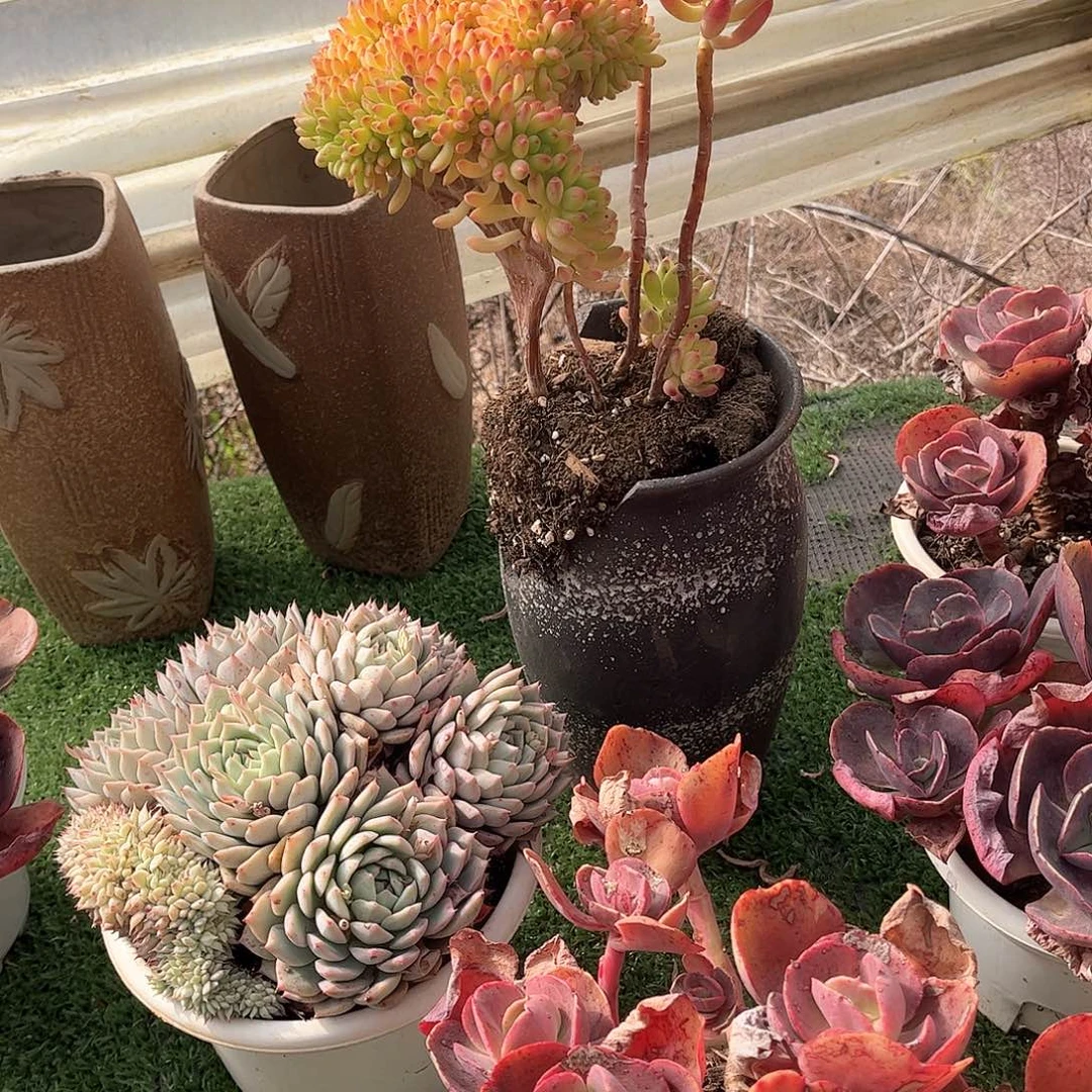野**家春萌缀多肉植物26