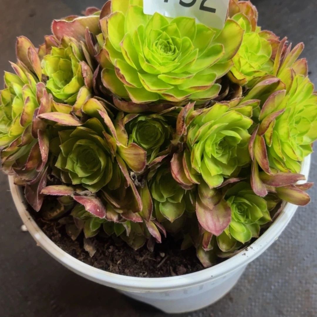 哈哈多肉葡萄福利132