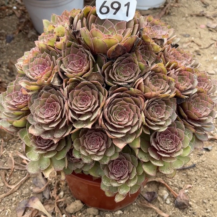 无花朵691多肉植物红魔