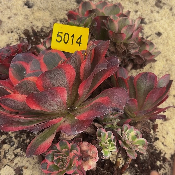 哈哈多肉植物福利不售后不5014