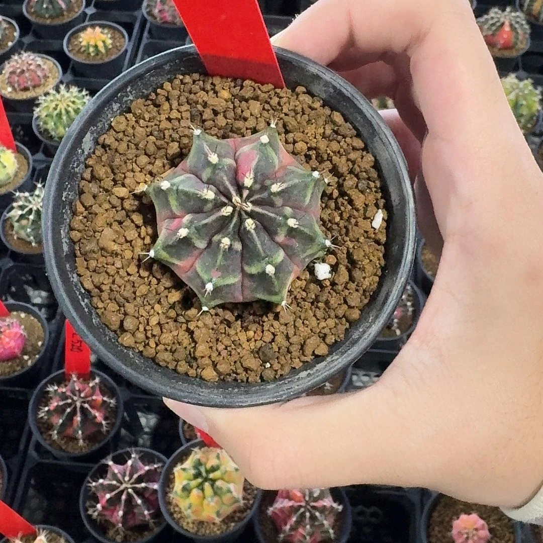 L522-1119广东发货 奥利维亚