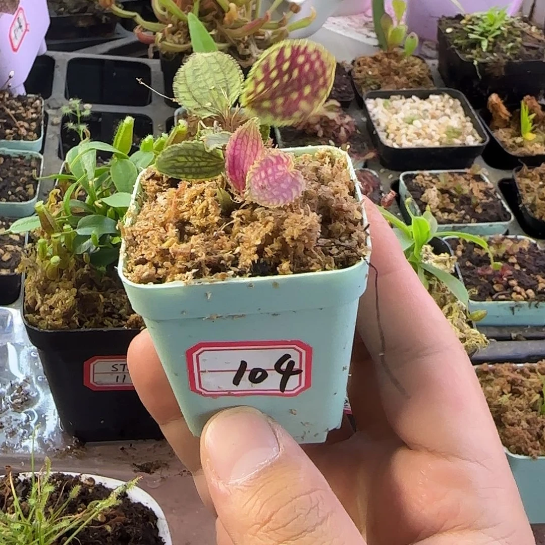 搞***笑完全开放南美网格丽斑兰