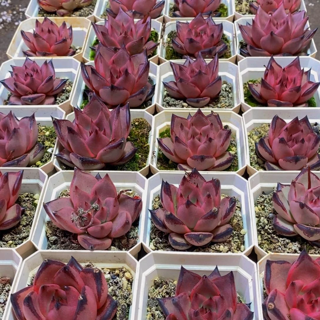 255的人在一起的时候就