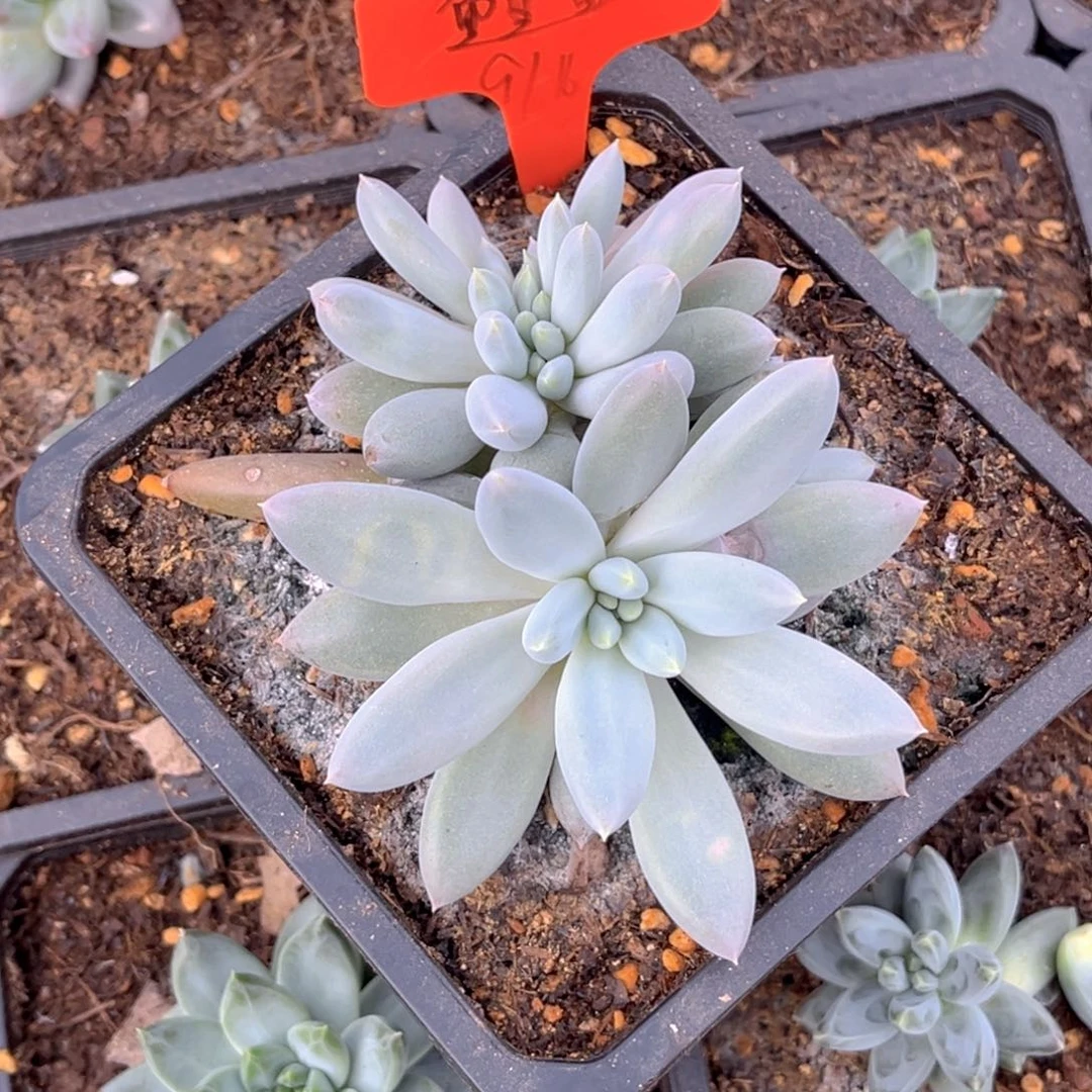 鲤***）小姐姐的多肉植物群生