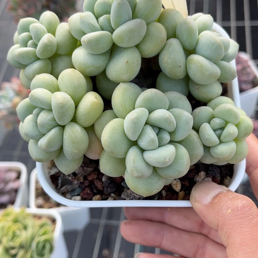 多肉植物1017………….