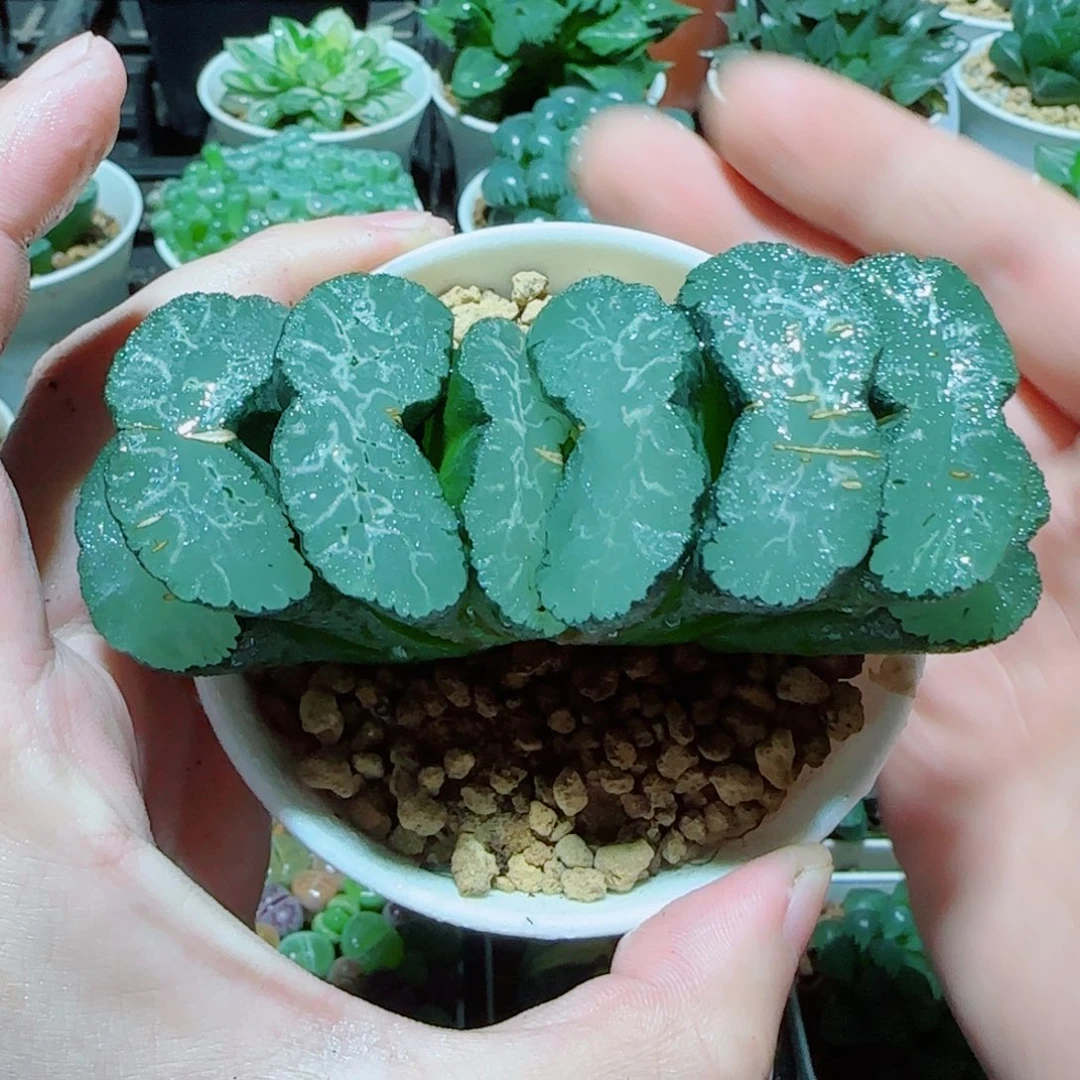 写乐玉扇多肉植物