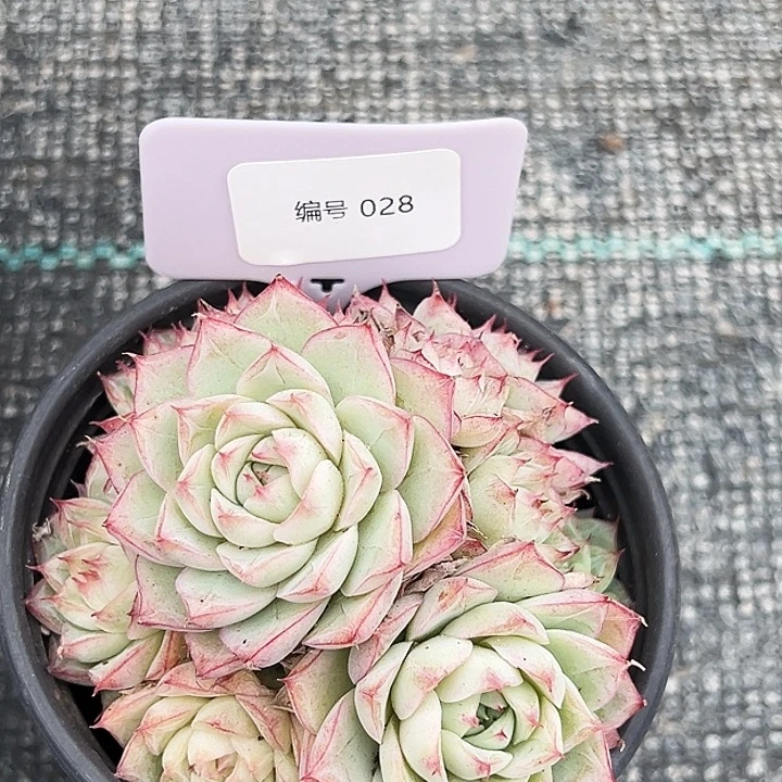 S***y圆盆麦秆    028 号