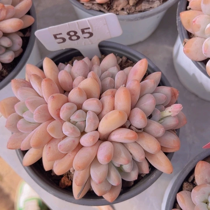 健健康康平平安安