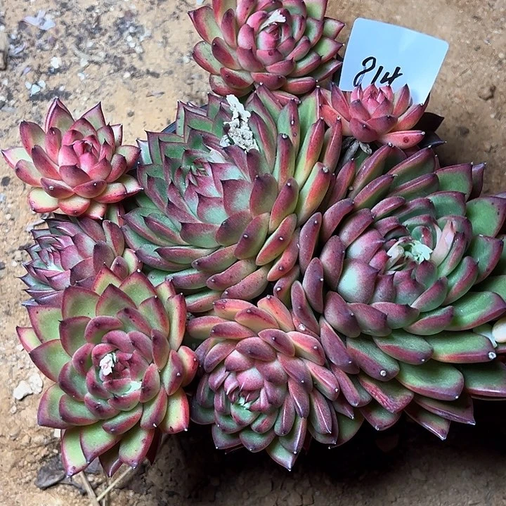 美**美814/////////////////