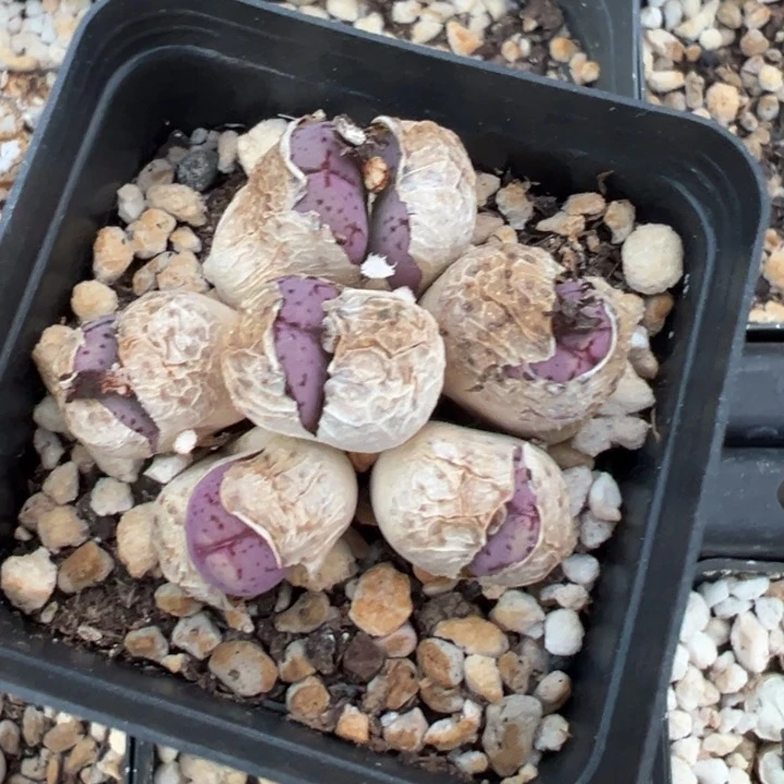 紫肉肉1111111111111