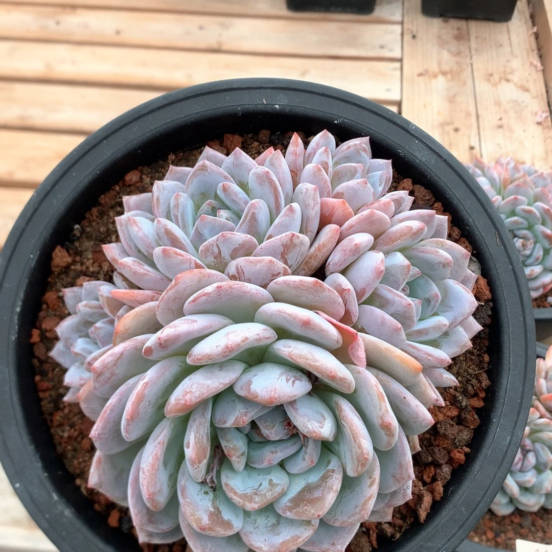 15厘米有砍五头孔雀开屏星影 4587