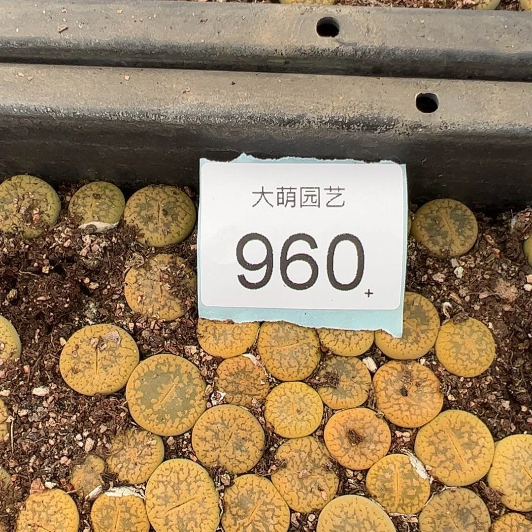 量拍黄日轮3颗        960