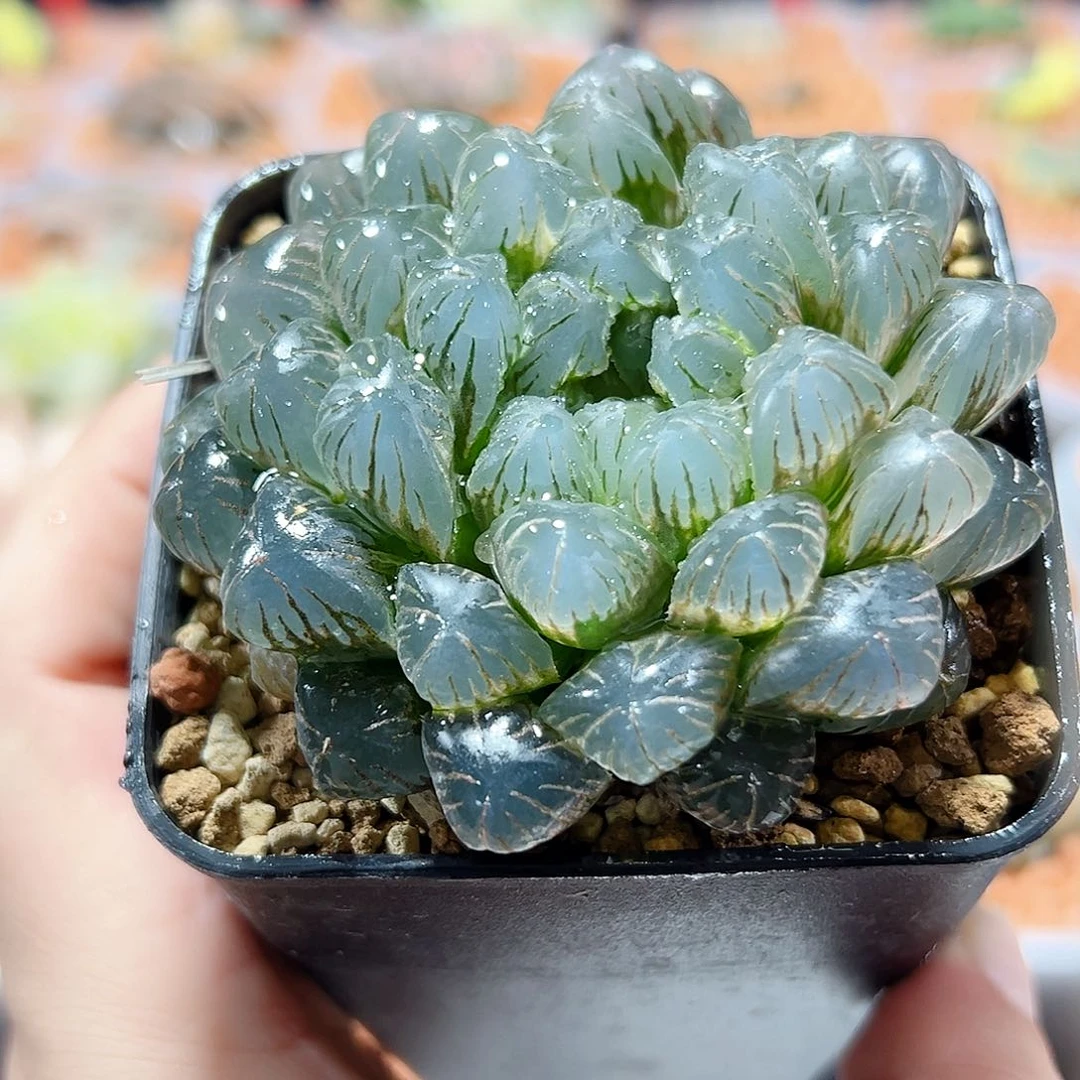 十二卷玉露多肉1