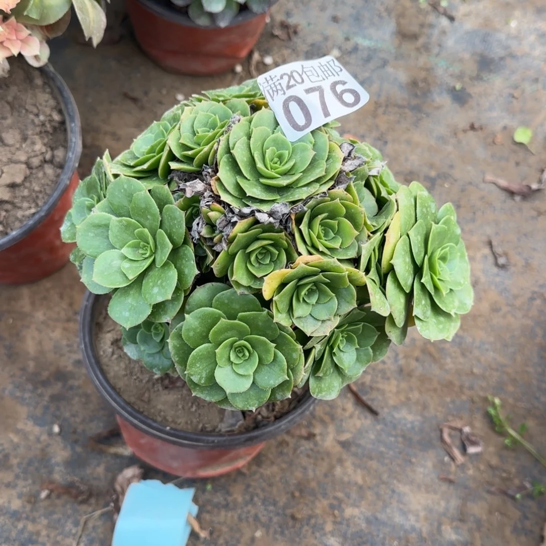 绿羊绒076满20包邮断枝不包