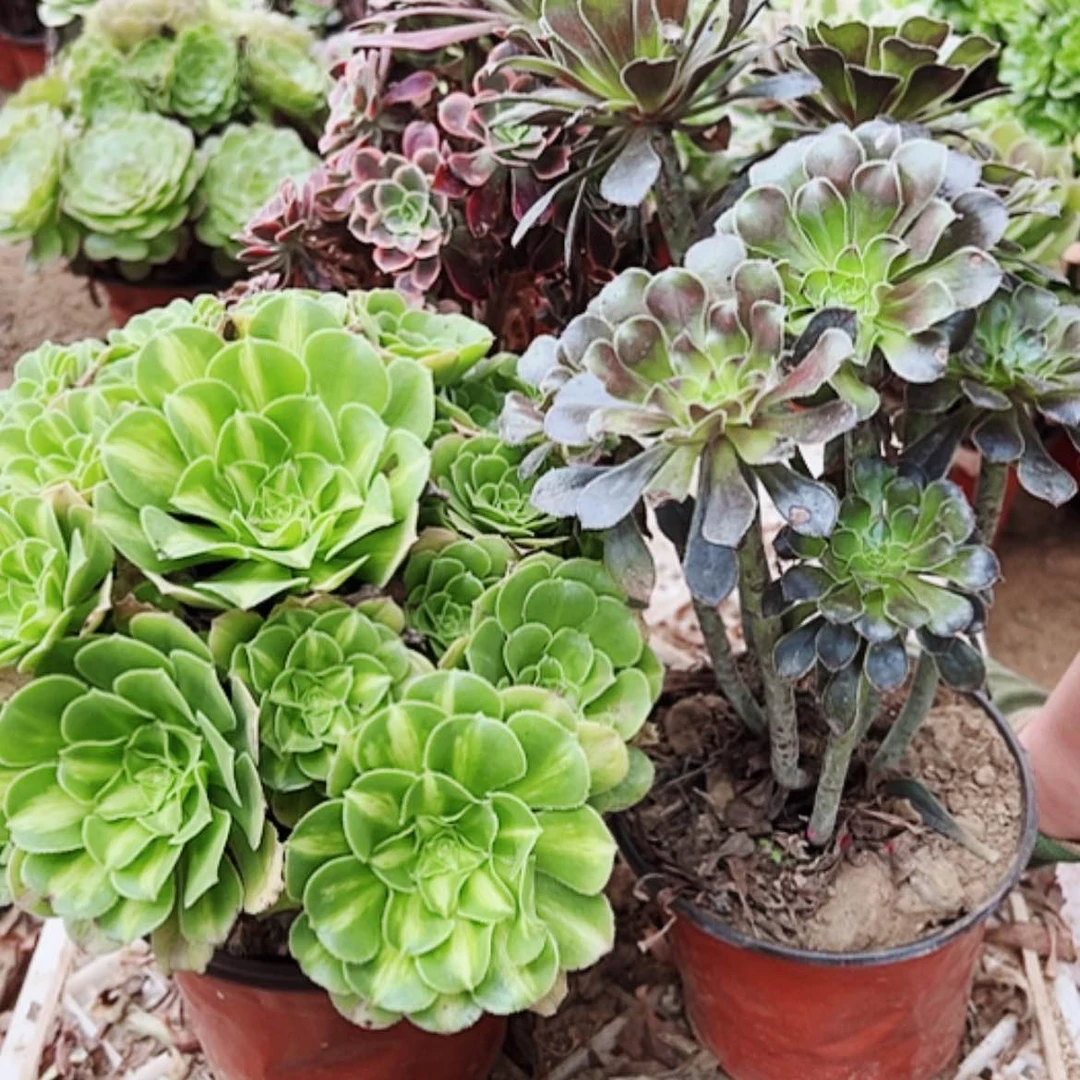 【闪购商品】无花朵思**嫲28号套餐3颗多肉植物
