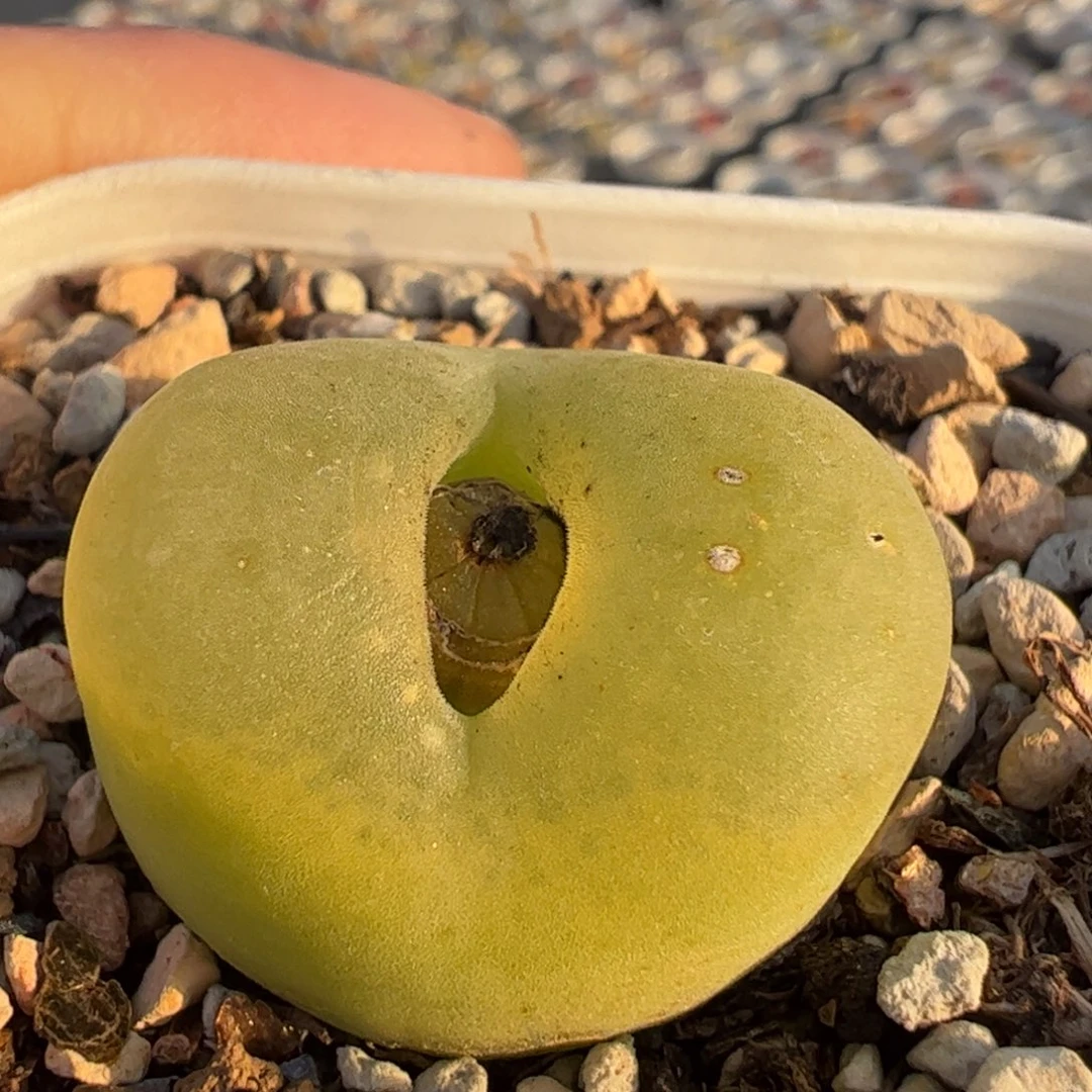 蟠桃多肉植物百科