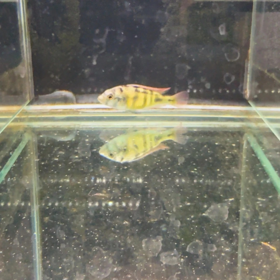 慈鲷1242厚皮。
