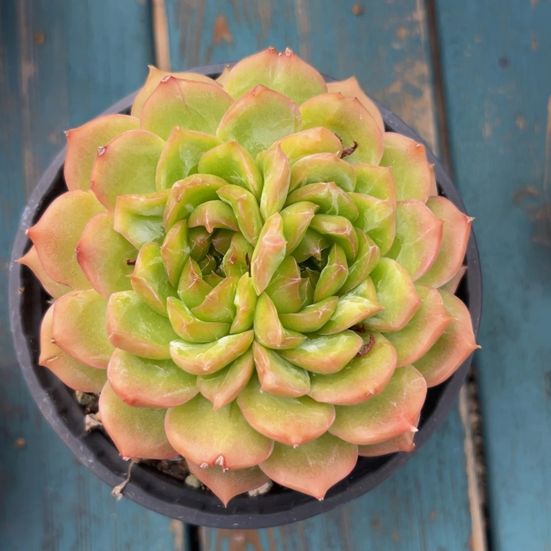 从前慢多肉一物一拍一8