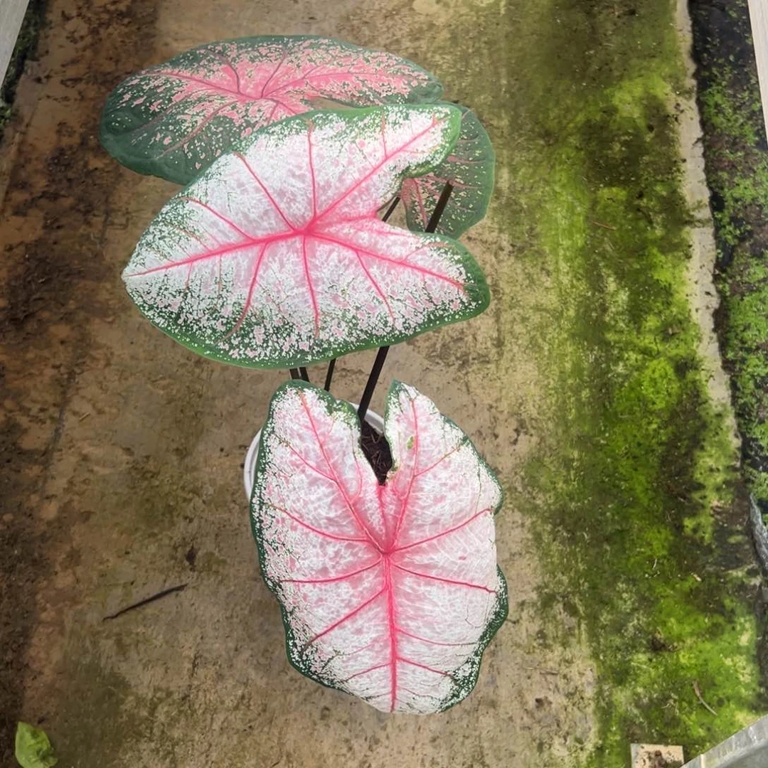 无花朵虾卷不包叶损不包球