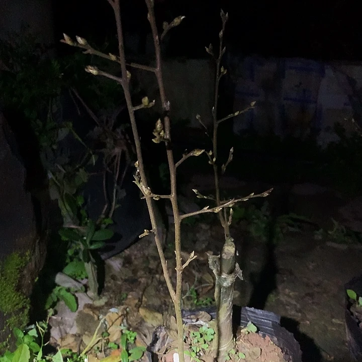 无花朵东方龙加218