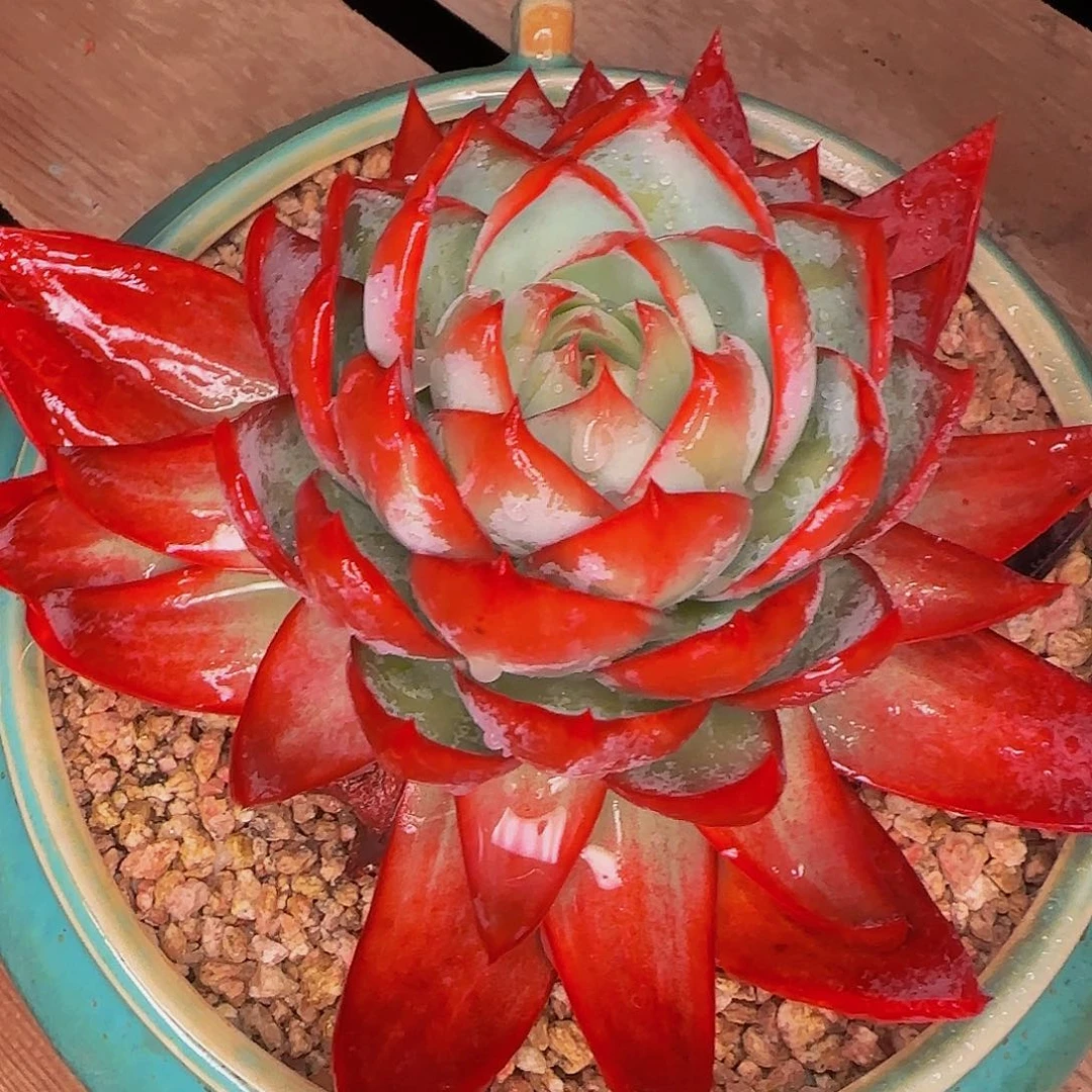 ⊹***꙳啊啊啊呃哦哦哦哦哦哦哦哦哦哦哦a这个