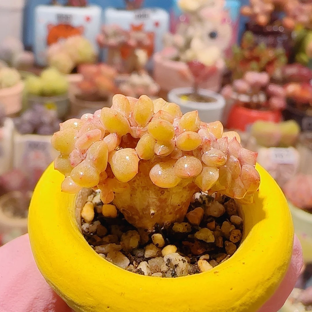 T小树胭脂缀化盆口2cm