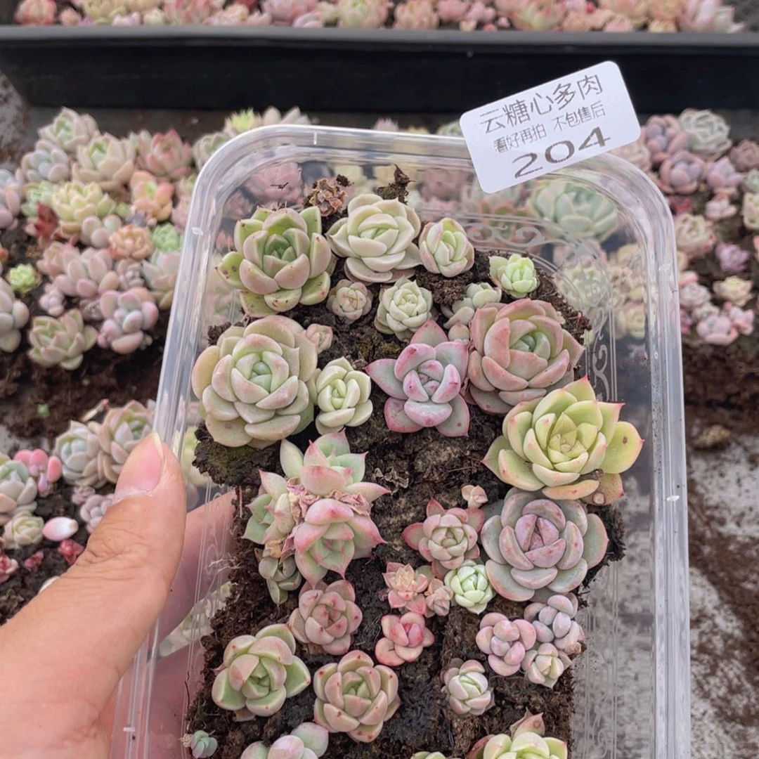 云糖心多肉植物204