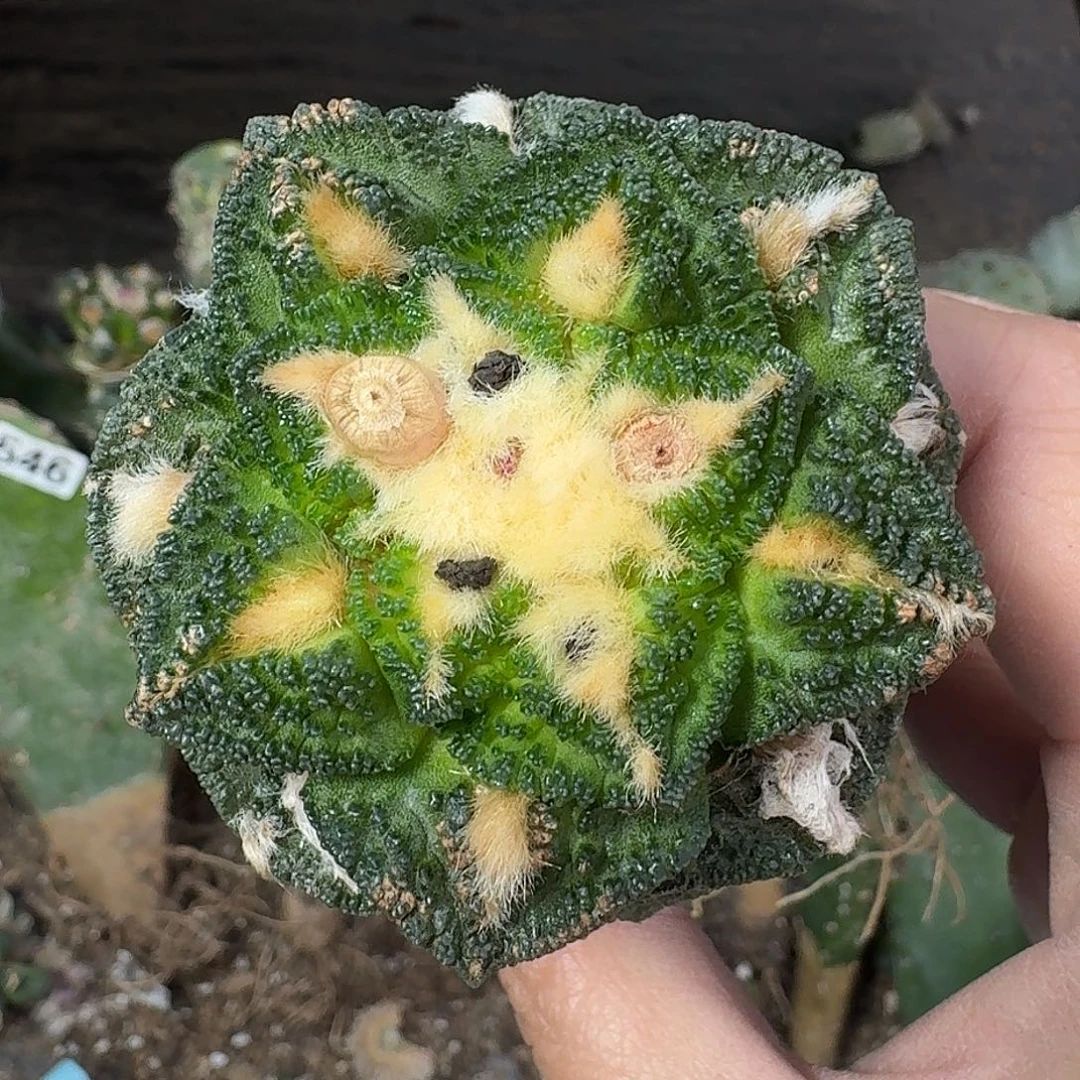全部花朵欧系辛顿牡丹003