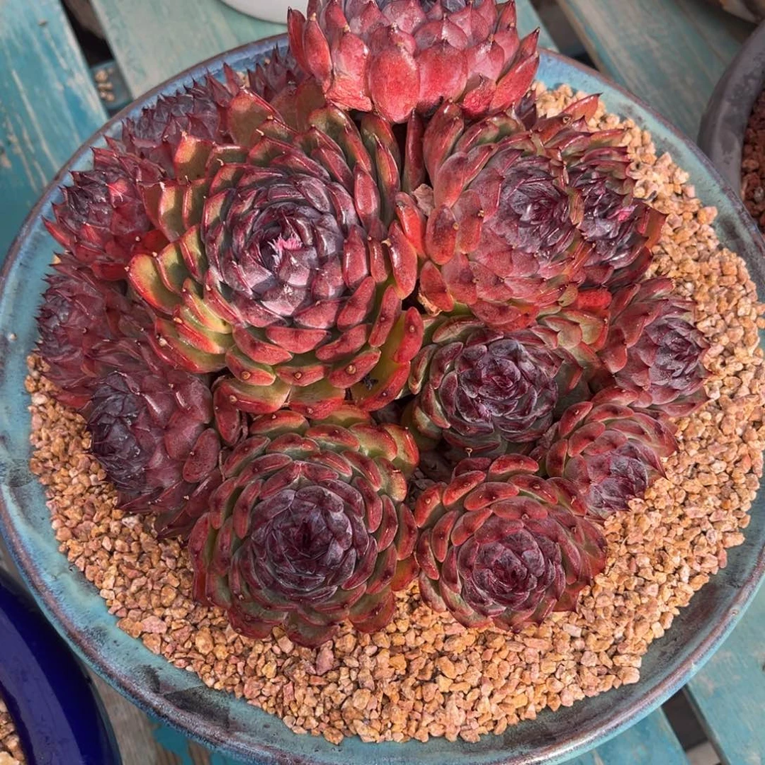 蓝色妖姬一物一拍