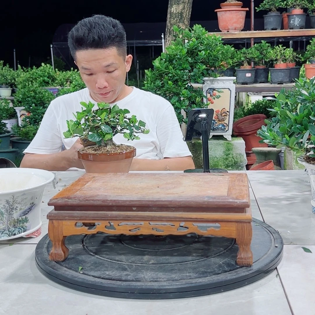 当前无花朵，栽培后可花朵自*