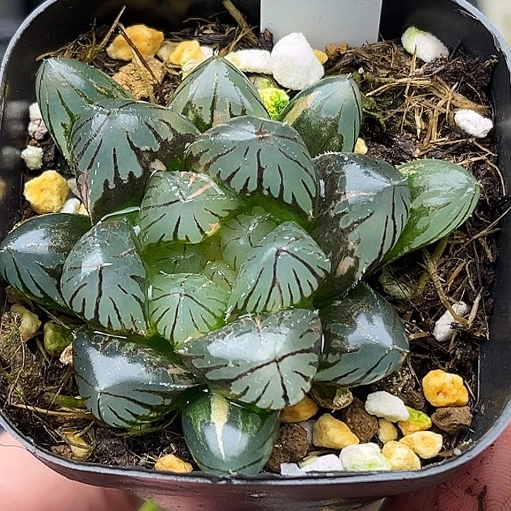 191大窗龙爪玉露锦