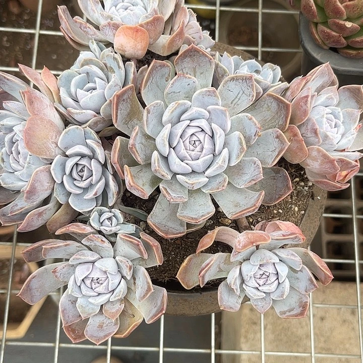 晨语多肉，一物一拍汉堡