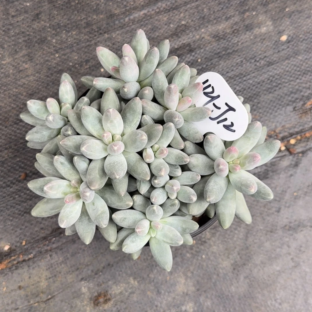 叫***张J12阿啊阿啊阿啊阿啊