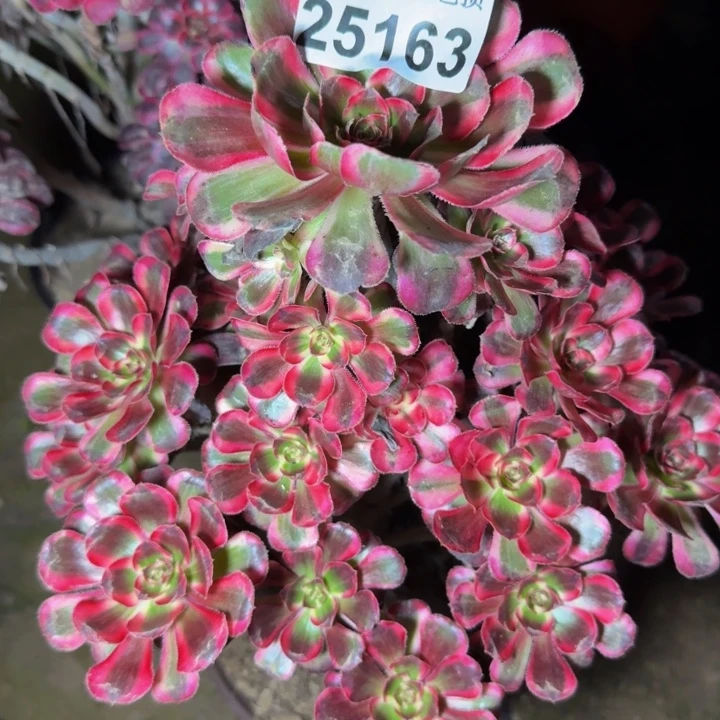 25163丽娜多肉植物