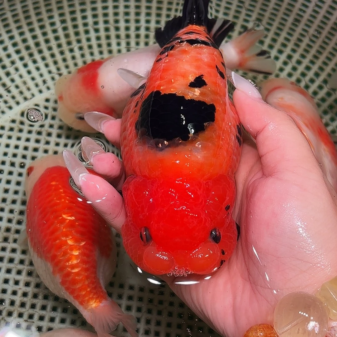 我***的金鱼拍包装包邮不拍包装顺丰到付